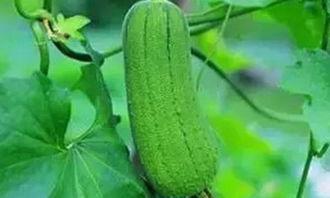 秋后吃三瓜指哪三瓜,必吃三瓜，健康一整秋