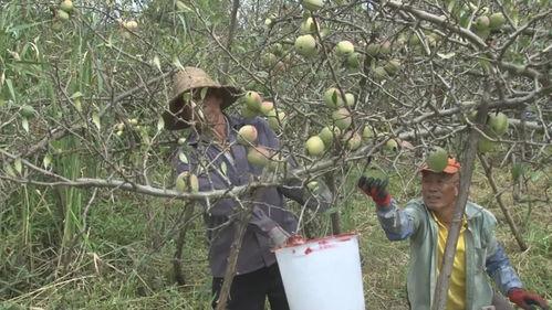 吃瓜群众木瓜广告,吃瓜群众的新宠，美味与健康的完美结合