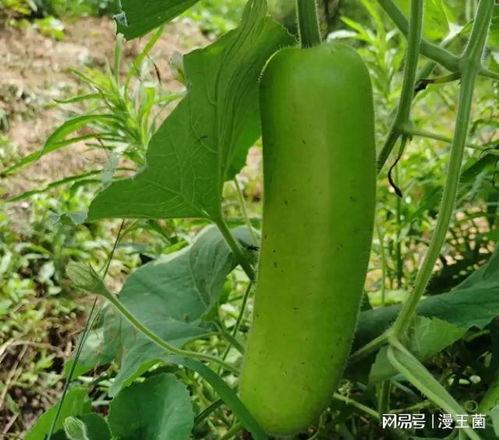 吃瓠子瓜好处,营养丰富的健康佳品，吃出健康好生活