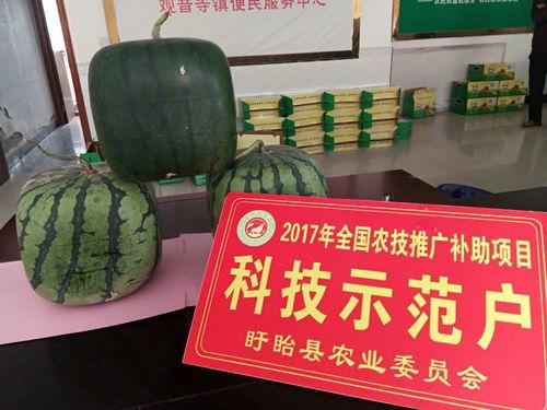 佛寿瓜咋吃,探索美味与健康的完美结合