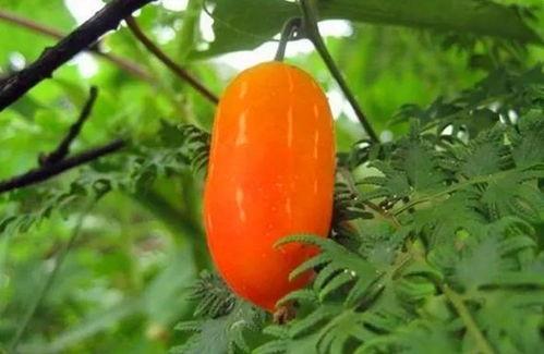 野生茅瓜怎么吃,探索自然美味的新境界