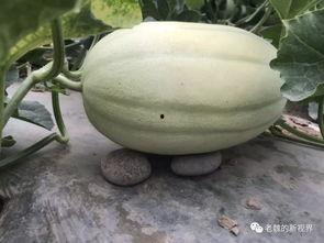 吃瓜房,网络热点的幕后故事与趣味解读