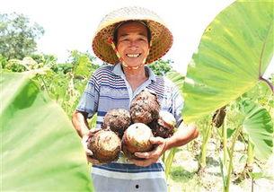 吃佛手瓜可吃芋头冯