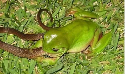 瓜岛上吃青蛙,与青蛙共餐的异域风情