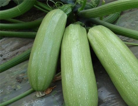 吃中药吃土瓜好吗,中药中的天然良药，食用与药用价值解析