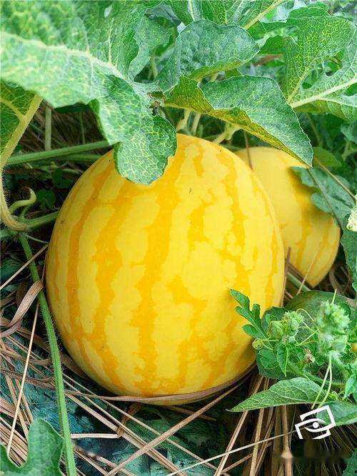 起痘可以吃瓜吗